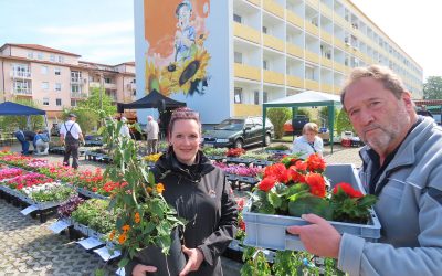 Bunte Blumenvielfalt