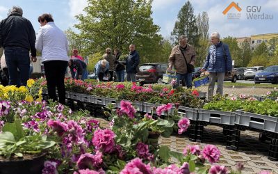 Balkonpflanzenaktion 2026 – Sonne, Musik und ganz viel Gemeinschaft